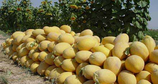 تعبیر خواب خربزه کرم خورده معنی خربزه کرم خورده در خواب های ما چیست