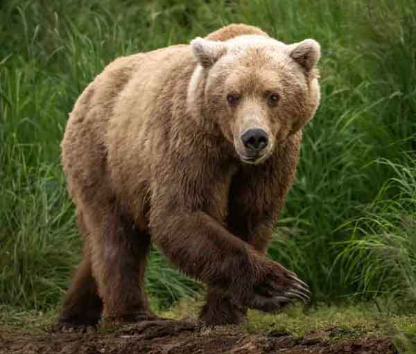 تعبیر خواب خرس مهربان + معنی خرس مهربان در خواب های ما چیست 