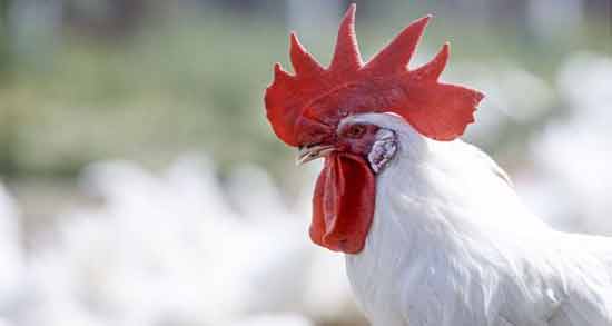 تعبیر خواب خروس امام صادق معنی خروس در خواب های ما از نظر امام صادق چیست