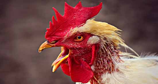 تعبیر خواب خروس حضرت یوسف معنی خروس در خواب های ما از نظر حضرت یوسف چیست تعبیر خواب خروس حضرت یوسف معنی خروس در خواب های ما از نظر حضرت یوسف چیست