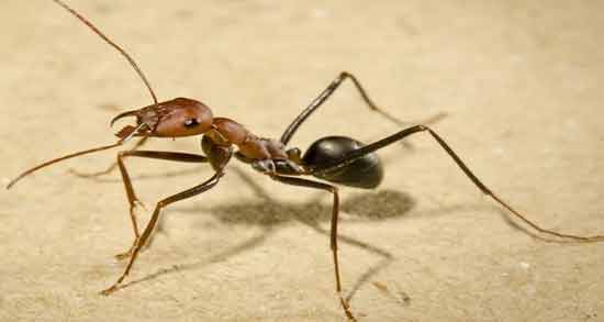 تعبیر خواب خوردن مورچه سیاه معنی خوردن مورچه سیاه در خواب های ما چیست