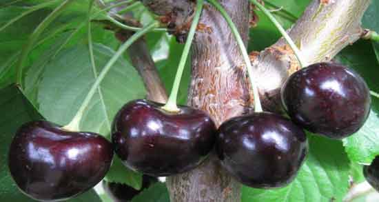 تعبیر خواب خوردن گیلاس از درخت معنی خوردن گیلاس از درخت در خواب های ما چیست