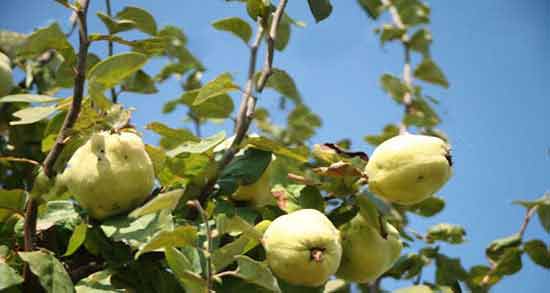 تعبیر خواب درخت به امام صادق معنی درخت به در خواب های ما از نظر امام صادق چیست تعبیر خواب درخت به امام صادق معنی درخت به در خواب های ما از نظر امام صادق چیست