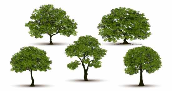 تعبیر خواب درخت کنار معنی درخت کنار در خواب های ما چیست