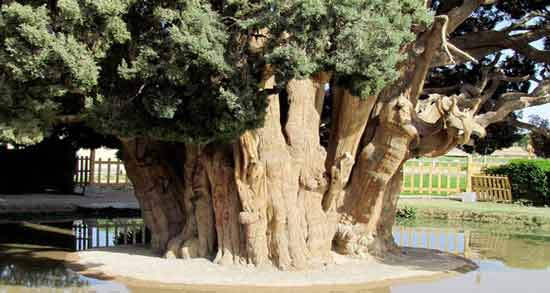 تعبیر خواب درخت کهنسال معنی درخت کهنسال در خواب های ما چیست