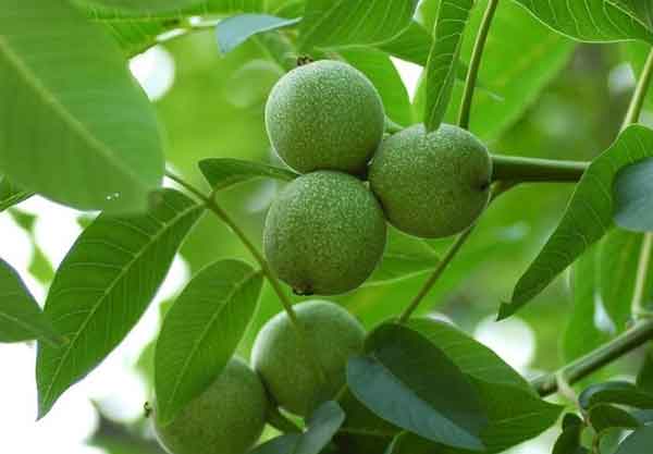 تعبیر خواب درخت گردو ابن سیرین + معنی درخت گردو از نظر ابن سیرین در خواب ها چیست
