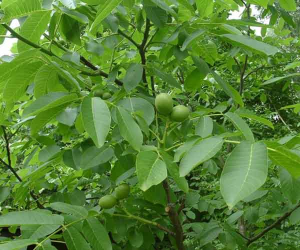تعبیر خواب درخت گردو در حیاط + معنی درخت گردو در حیاط در خواب های ما چیست