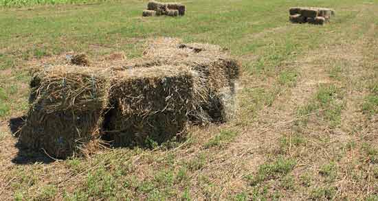 تعبیر خواب دیدن مزرعه یونجه ، معنی دیدن مزرعه یونجه در خواب های ما چیست تعبیر خواب دیدن مزرعه یونجه ، معنی دیدن مزرعه یونجه در خواب های ما چیست