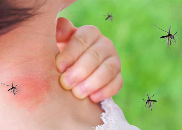 تعبیر خواب دیدن پشه زیاد در خانه + معنی دیدن پشه زیاد در خانه در خواب چیست