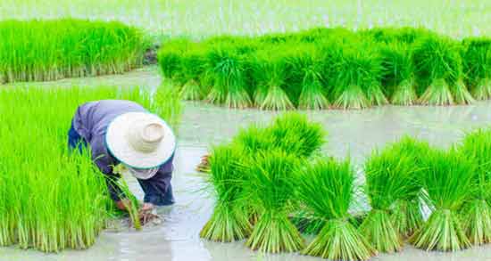 تعبیر خواب زمین شالیزار معنی زمین شالیزار در خواب های ما چیست