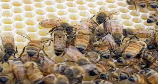 تعبیر خواب زنبورهای عسل معنی زنبورهای عسل در خواب های ما چیست