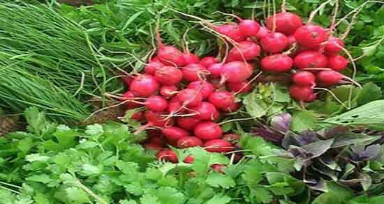 تعبیر خواب سبزی خوردن امام صادق ، معنی سبزی خوردن در خواب های ما چیست