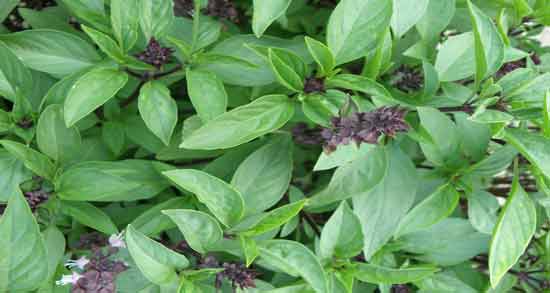 تعبیر خواب سبزی ریحان ، معنی سبزی ریحان در خواب های ما چیست