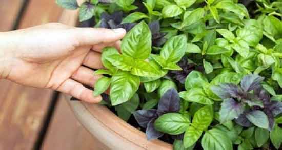 تعبیر خواب سبزی چیدن ، معنی سبزی چیدن در خواب های ما چیست