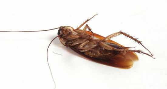 تعبیر خواب سوسک مرده در خانه معنی سوسک مرده در خانه در خواب های ما چیست