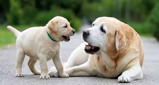 تعبیر خواب سگ ابن سیرین معنی سگ در خواب های ما از نظر ابن سیرین چیست تعبیر خواب سگ ابن سیرین معنی سگ در خواب های ما از نظر ابن سیرین چیست