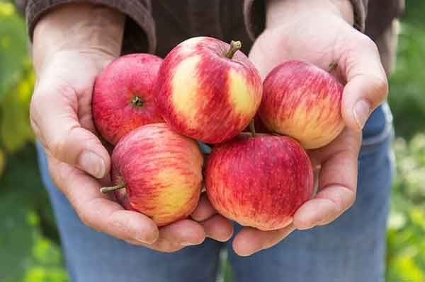 تعبیر خواب سیب دادن به مرده + معنی سیب دادن به مرده در خواب های ما چیست