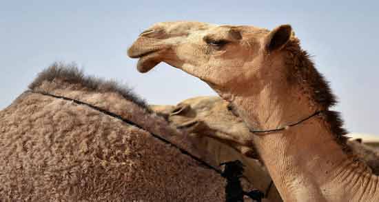 تعبیر خواب شتر برای دختر مجرد معنی شتر برای دختر مجرد در خواب چیست