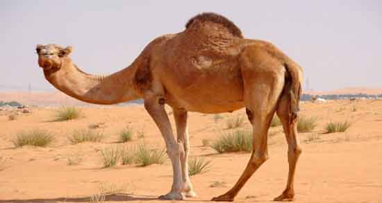 تعبیر خواب شتر بزرگ معنی شتر بزرگ در خواب های ما چیست