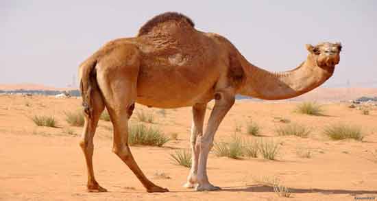 تعبیر خواب شتر و اسب معنی شتر و اسب در خواب های ما چیست