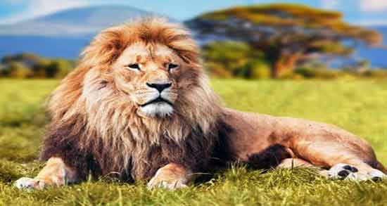 تعبیر خواب شیر ماده بزرگ معنی شیر ماده بزرگ در خواب های ما چیست