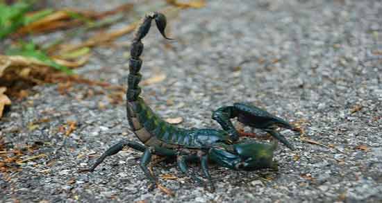 تعبیر خواب عقرب سبز معنی عقرب سبز در خواب های ما چیست تعبیر خواب عقرب سبز معنی عقرب سبز در خواب های ما چیست