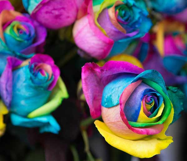 تعبیر خواب غنچه امام صادق + معنی غنچه از نظر امام صادق چیست