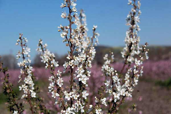 تعبیر خواب غنچه درخت + معنی غنچه درخت چیست تعبیر خواب غنچه درخت + معنی غنچه درخت چیست