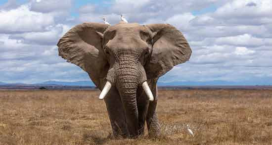 تعبیر خواب فیل سیاه معنی فیل سیاه در خواب های ما چیست تعبیر خواب فیل سیاه معنی فیل سیاه در خواب های ما چیست