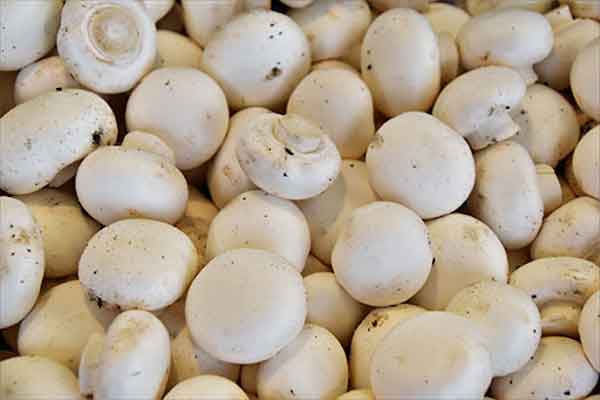 تعبیر خواب قارچ سفید زیاد + معنی قارچ سفید زیاد در خواب های ما چیست
