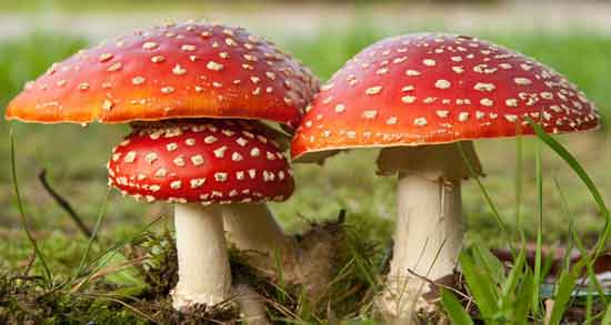 تعبیر خواب قارچ سمی معنی قارچ سمی در خواب های ما چیست تعبیر خواب قارچ سمی معنی قارچ سمی در خواب های ما چیست