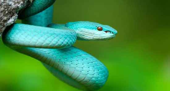 تعبیر خواب مار سبز آبی معنی مار سبز آبی در خواب های ما چیست تعبیر خواب مار سبز آبی معنی مار سبز آبی در خواب های ما چیست