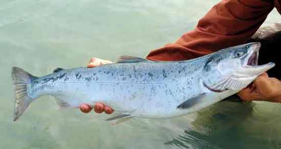 تعبیر خواب ماهیگیری از دریا معنی ماهیگیری از دریا در خواب های ما چیست تعبیر خواب ماهیگیری از دریا معنی ماهیگیری از دریا در خواب های ما چیست