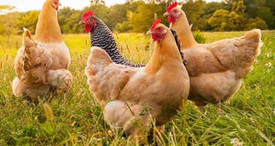 تعبیر خواب مرغ مریض معنی مرغ مریض در خواب های ما چیست تعبیر خواب مرغ مریض معنی مرغ مریض در خواب های ما چیست