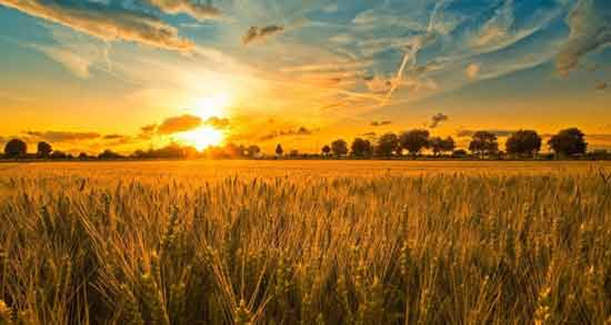 تعبیر خواب مزرعه گندم و جو معنی مزرعه گندم و جو در خواب های ما چیست