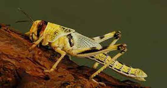 تعبیر خواب ملخ در دهان ، معنی ملخ در دهان در خواب های ما چیست تعبیر خواب ملخ در دهان ، معنی ملخ در دهان در خواب های ما چیست