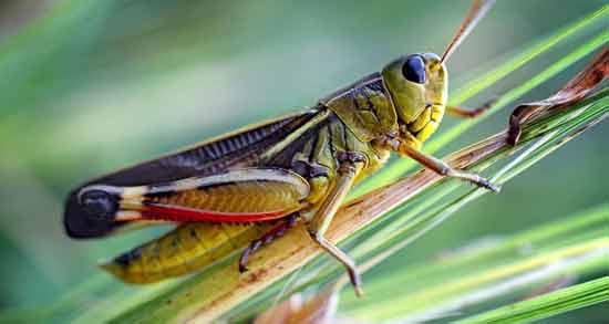 تعبیر خواب ملخ قرمز ، معنی ملخ قرمز در خواب های ما چیست تعبیر خواب ملخ قرمز ، معنی ملخ قرمز در خواب های ما چیست