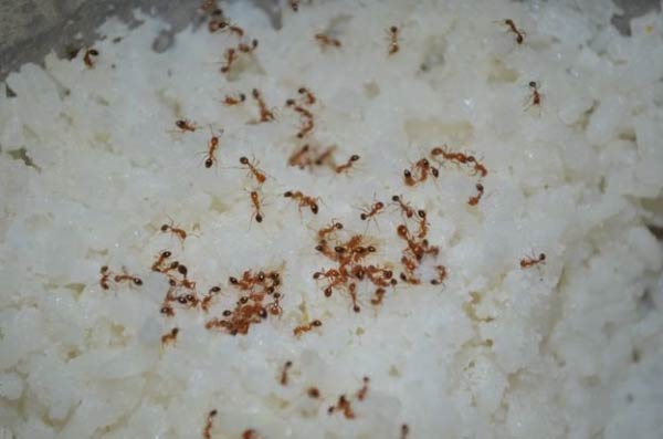  تعبیر خواب مورچه در برنج + معنی مورچه در برنج در خواب چیست