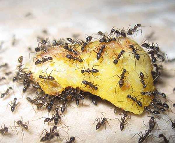 تعبیر خواب مورچه در نان + معنی مورچه در نان در خواب چیست