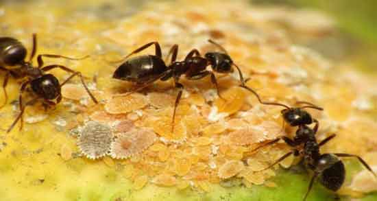 تعبیر خواب مورچه سیاه ابن سیرین معنی مورچه سیاه در خواب از نظر ابن سیرین چیست