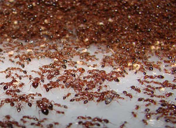 تعبیر خواب مورچه قرمز زیاد + معنی مورچه قرمز زیاد در خواب چیست
