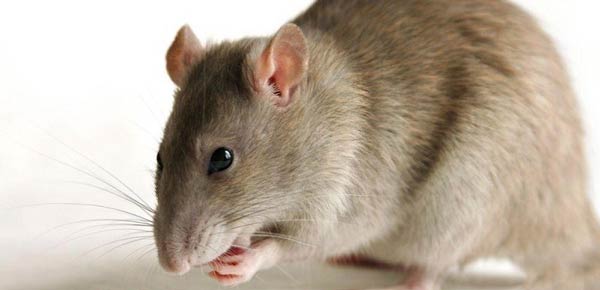 تعبیر خواب موش خاکستری + معنی موش خاکستری در خواب چیست