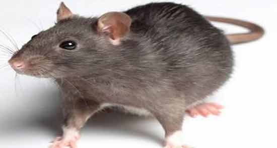 تعبیر خواب موش مرده خاکستری معنی موش مرده خاکستری در خواب های ما چیست