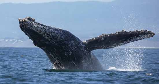 تعبیر خواب نهنگ حضرت یوسف معنی نهنگ در خواب های ما از نظر حضرت یوسف چیست