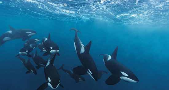 تعبیر خواب نهنگ در استخر معنی نهنگ در استخر در خواب های ما چیست