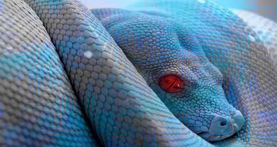 تعبیر خواب نیش زدن مار آبی رنگ معنی نیش زدن مار آبی رنگ در خواب های ما چیست