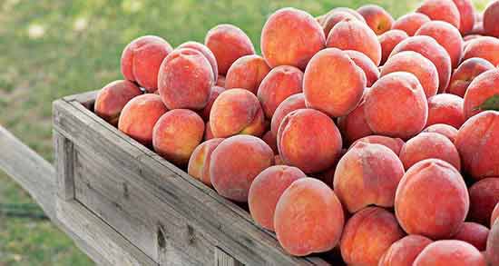 تعبیر خواب هلو و انگور معنی هلو و انگور در خواب های ما چیست