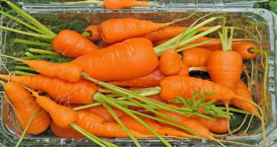 تعبیر خواب هویج خوردن مرده معنی هویج خوردن مرده در خواب چیست