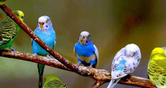 تعبیر خواب پرنده حضرت یوسف معنی پرنده در خواب های ما از نظر حضرت یوسف چیست