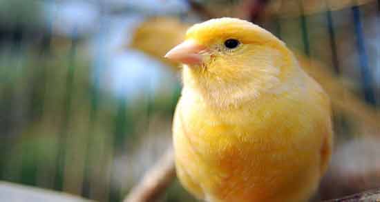 تعبیر خواب پرنده شدن معنی پرنده شدن در خواب های ما چیست تعبیر خواب پرنده شدن معنی پرنده شدن در خواب های ما چیست